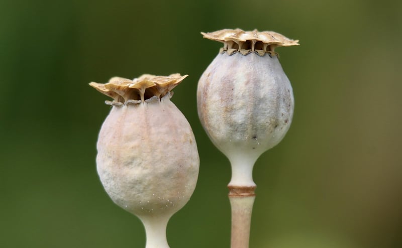 Fantasy Seeds