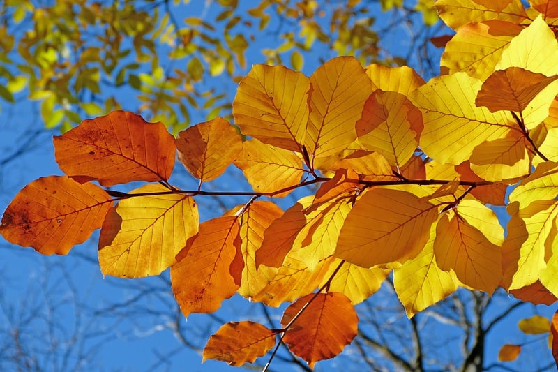 Fictional Foliage