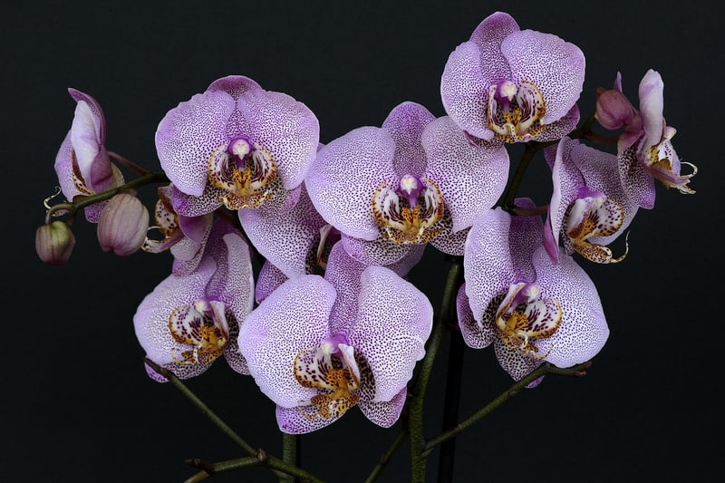 Unearthly Orchids