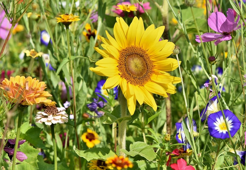 Magical Flowers