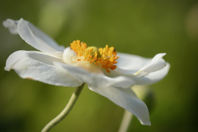 Mystic Garden