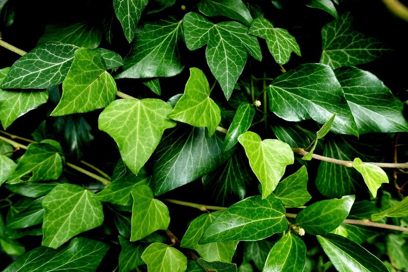 Enchanted Ivy